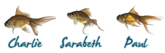 Charfish Design, New Staff