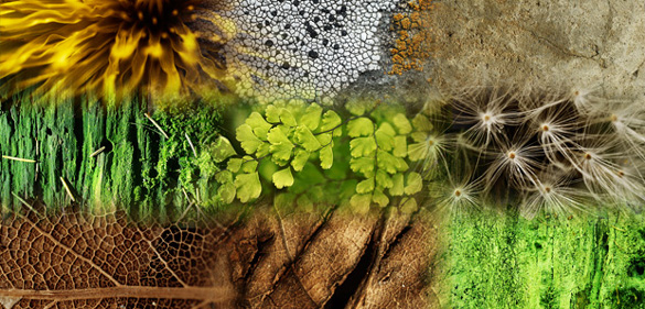 natureTextures